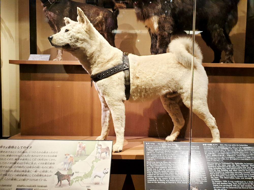 The National Museum of Nature and Science located in Ueno, Tokyo