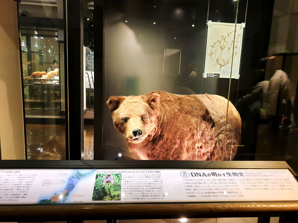 The National Museum of Nature and Science located in Ueno, Tokyo