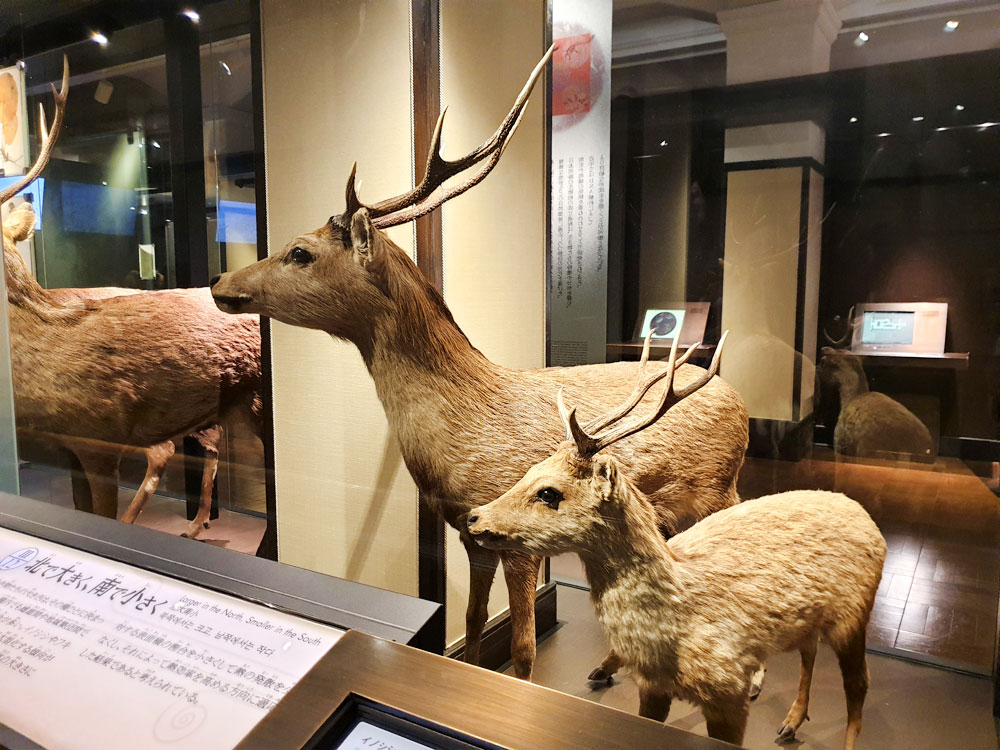 The National Museum of Nature and Science located in Ueno, Tokyo