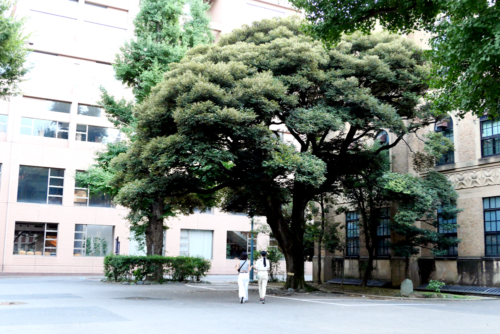 日本留学 慶應大学合格体験記