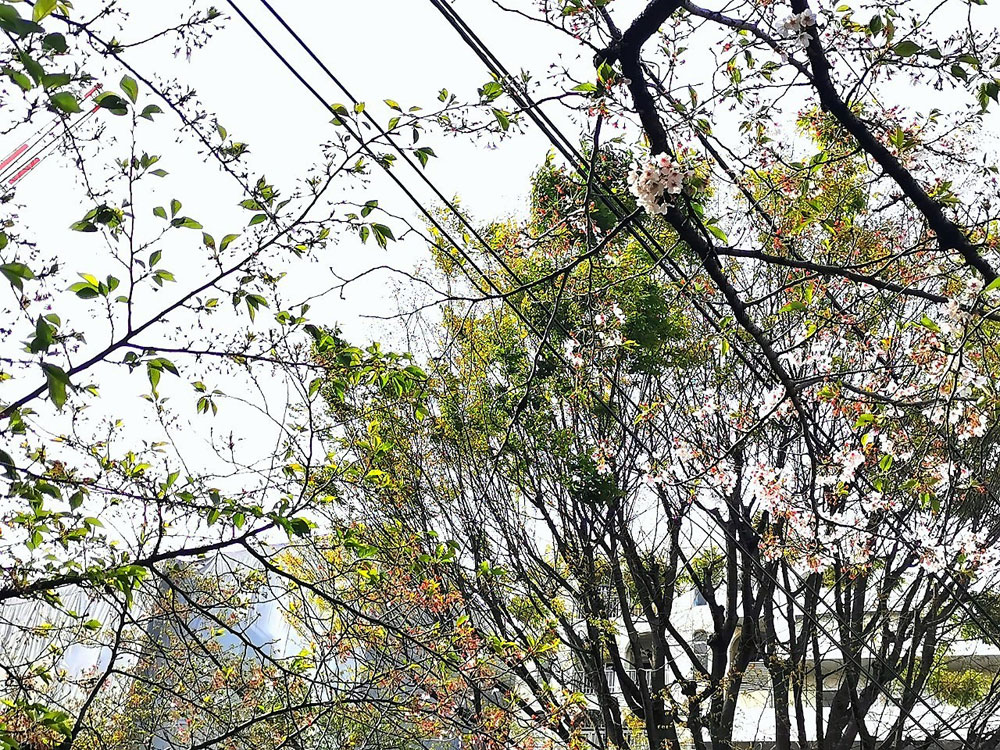 Passing the entrance exam for Meiji University’s Graduate School